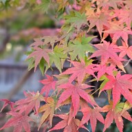 ศาลเจ้าดาไซฟุ ฟุกุโอกะ