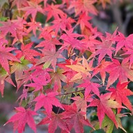 ศาลเจ้าดาไซฟุ ฟุกุโอกะ