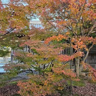 ศาลเจ้าดาไซฟุ ฟุกุโอกะ