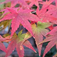 ศาลเจ้าดาไซฟุ ฟุกุโอกะ