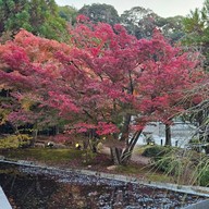 ศาลเจ้าดาไซฟุ ฟุกุโอกะ