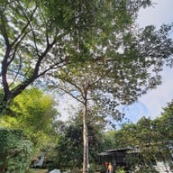 สวนตาสิทธิ์