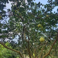 สวนตาสิทธิ์