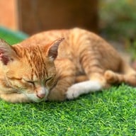 พระธาตุดอยตุง