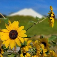 Tokyo farm โตเกียวฟาร์ม สวนดอกไม้ปากช่อง