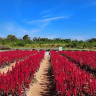 Tokyo farm โตเกียวฟาร์ม สวนดอกไม้ปากช่อง