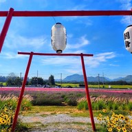 Tokyo farm โตเกียวฟาร์ม สวนดอกไม้ปากช่อง