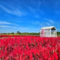 Tokyo farm โตเกียวฟาร์ม สวนดอกไม้ปากช่อง