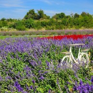 Tokyo farm โตเกียวฟาร์ม สวนดอกไม้ปากช่อง