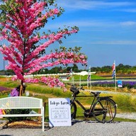 Tokyo farm โตเกียวฟาร์ม สวนดอกไม้ปากช่อง
