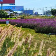 Tokyo farm โตเกียวฟาร์ม สวนดอกไม้ปากช่อง