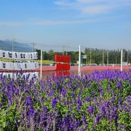Tokyo farm โตเกียวฟาร์ม สวนดอกไม้ปากช่อง
