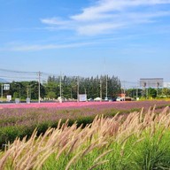 Tokyo farm โตเกียวฟาร์ม สวนดอกไม้ปากช่อง