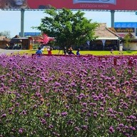 Tokyo farm โตเกียวฟาร์ม สวนดอกไม้ปากช่อง