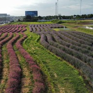 Tokyo farm โตเกียวฟาร์ม สวนดอกไม้ปากช่อง