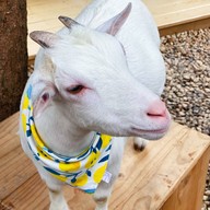 Little Zoo Garden By Little Zoo Cafe -