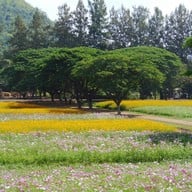 บรรยากาศ Jim Thompson Farm