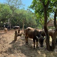 บรรยากาศ Jim Thompson Farm