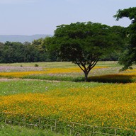 บรรยากาศ Jim Thompson Farm