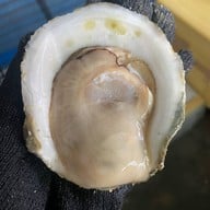 หอยนางรมสุราษฎร์ bkk เจริญนคร เจริญนคร