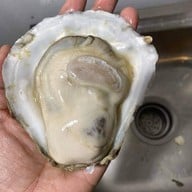 หอยนางรมสุราษฎร์ bkk เจริญนคร เจริญนคร