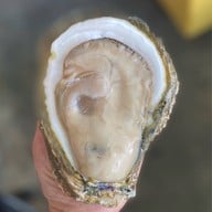 หอยนางรมสุราษฎร์ bkk เจริญนคร เจริญนคร