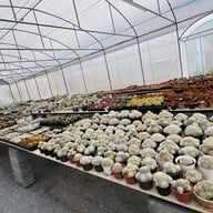บรรยากาศ Cactaceae Cafe