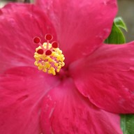 เครปญี่ปุ่นนมสดไส้ทะลัก By จรเข้สามพัน -