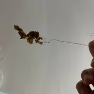 ส้มตำคุณดวง สุขุมวิท93