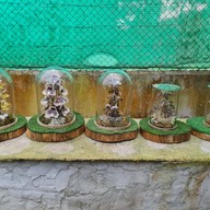 ศูนย์อนุรักษ์พันธุ์กล้วยไม้รองเท้านารีอินทนนท์