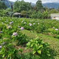 22 AQUARIUS GLAMPING CAFE'