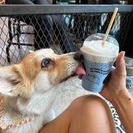 Corgi in the Garden