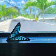 Homemade Desserts Phuket by Anastasia Mayer