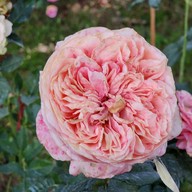 ไร่สตรอเบอร์รี่ไผ่สีทอง