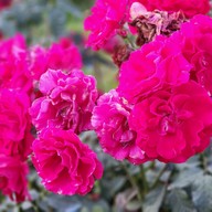 ไร่สตรอเบอร์รี่ไผ่สีทอง