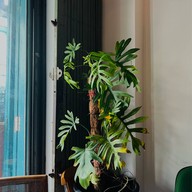 Ror.livingspace (ร/ R)