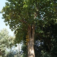 ศาลเจ้าพ่อประตูป่าสัก