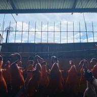 บะหมี่ขาหมู-ข้าวขาหมู คลอง2 ธัญบุรี