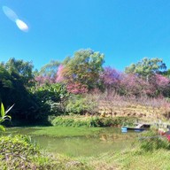 บรรยากาศ ศูนย์วิจัยเกษตรหลวงเชียงใหม่ (ขุนวาง)