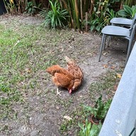 Bad habit rabbit specialty coffee