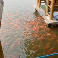 ยำริมบ่อ