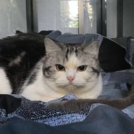 Cat Cook พัฒนาการ