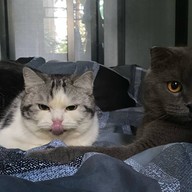 Cat Cook พัฒนาการ