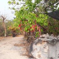 บรรยากาศ พญาศรีมุกดามหามุนีนีลปาลนาคราช