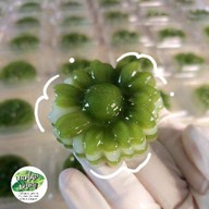 🍡ขนมไทยแม่เบญ โฮมเมด🏡กิ่งแก้ว25/1