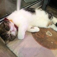 บรรยากาศ Caturday cat cafe