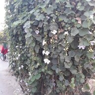 บรรยากาศ สวนเฉลิมพระเกียรติฉลองสิริราชสมบัติครบ 50 ปี