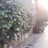 บรรยากาศ สวนเฉลิมพระเกียรติฉลองสิริราชสมบัติครบ 50 ปี