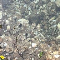 บ่อปลาคราฟต์