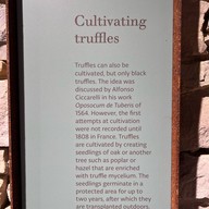 Truffle Museum
